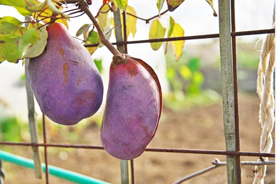 あけびとは？秋の山の恵みと食文化を解説