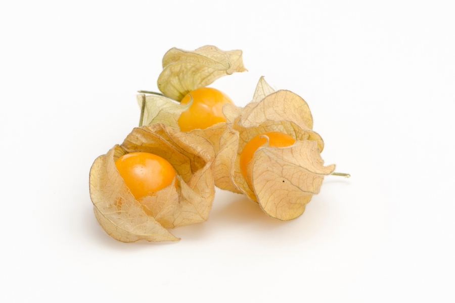 食用ほおずきとは？日本の夏を彩る伝統植物の世界