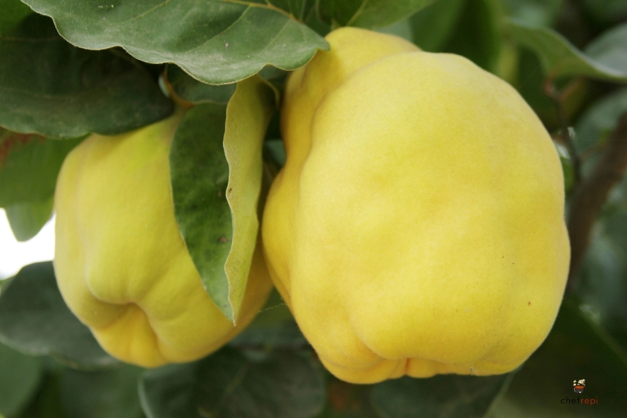 カリンとは？香り高き黄金の果実の魅力と活用法