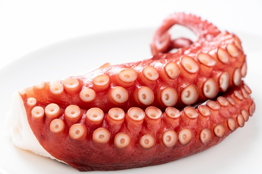 水タコとは？真ダコとの違いや、その特徴を解説