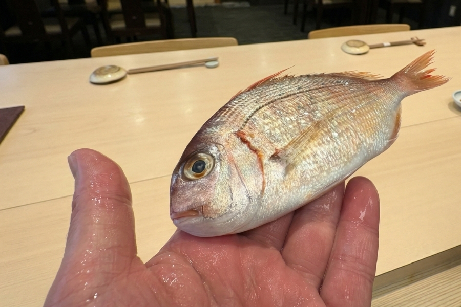 春子鯛（かすごだい）とは？春を告げる江戸前寿司の粋