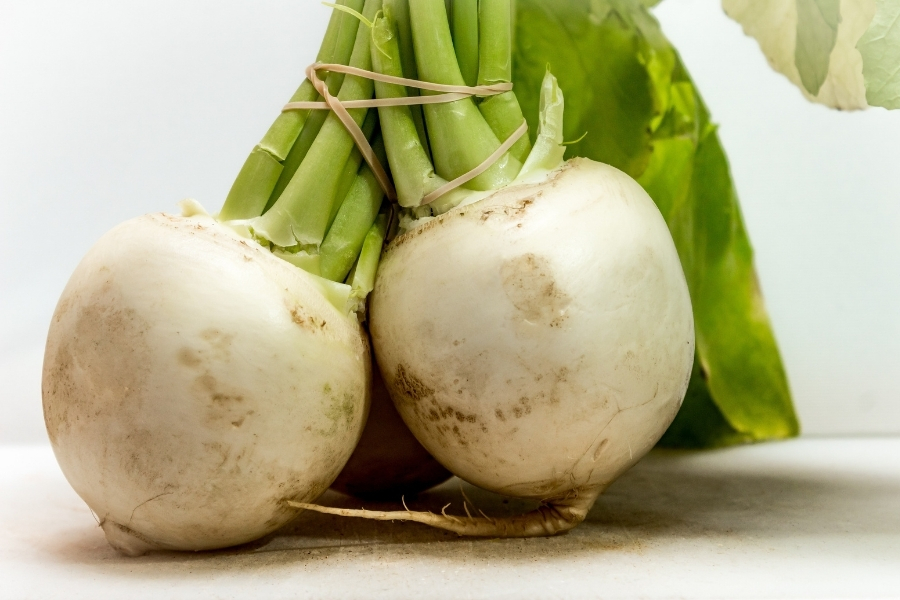 聖護院かぶとは？日本最大級の京野菜の歴史と特徴